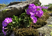 02 Primula irsuta (Primula hirsuta)